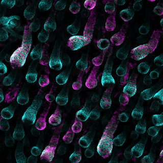Illustration for article titled The year's strangest, most beautiful visions of the microverse